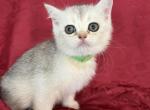 River Scottish Fold Silver Shaded Girl - Scottish Fold Kitten For Sale - Odessa, FL, US