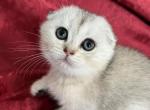 Riley Scottish Fold Silver Shaded Girl - Scottish Fold Kitten For Sale - Odessa, FL, US