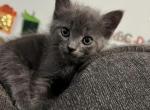 Russian Blue Kitten - Russian Blue Kitten For Sale - 