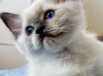 ZARA - Ragdoll Kitten For Sale - 