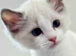 BENTLEY - Ragdoll Kitten For Sale - 