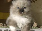 Ragdoll Male Toe Nibbler - Ragdoll Kitten For Sale - Burlington, WI, US