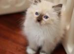 Seal mitted male - Ragdoll Kitten For Sale - Bristow, VA, US