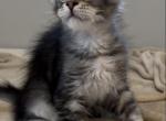 Alvin - Maine Coon Kitten For Sale - Hollywood, FL, US