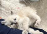 Siamese kittens short and medium haired - Siamese Kitten For Sale - 