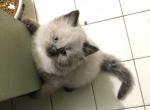 Ragdoll Mink Male - Ragdoll Kitten For Sale - Burlington, WI, US