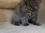 Yoda - Persian Kitten For Adoption - Modesto, CA, US