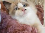 Peony - Ragdoll Kitten For Sale - Racine, OH, US