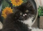 RESERVED Danny the black and white Persian - Persian Kitten For Sale - 