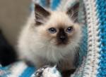 Seal point ragdoll boy - Ragdoll Kitten For Sale - Auburn, WA, US