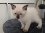 Siamese Girl - Siamese Kitten For Adoption - MA, US