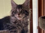 Maine Coon kitten female - Maine Coon Kitten For Sale - Waukesha, WI, US