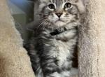 Maine Coon male kitten for sale - Maine Coon Kitten For Sale - 