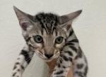 Lolas litter - Bengal Kitten For Sale - Sacramento, CA, US