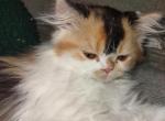 Calico girl - Exotic Kitten For Sale - Colorado Springs, CO, US