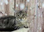 Belle - Maine Coon Kitten For Sale - Brighton, CO, US