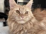 Xiaomi - Maine Coon Cat For Sale - Los Angeles, CA, US