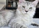 Rita - Maine Coon Cat For Sale - Los Angeles, CA, US