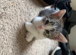 Montreil Watkins - Domestic Kitten For Sale - Akron, OH, US