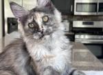 Fantasy - Maine Coon Kitten For Sale - Los Angeles, CA, US