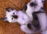 Skylar - Siamese Kitten For Sale - 