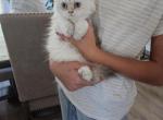 Kitty 6 - British Shorthair Kitten For Sale - Helotes, TX, US