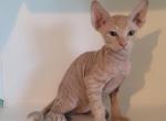 Meet Mango  Male Orange Tabby Sphynx - Sphynx Kitten For Sale - Boston, MA, US