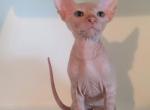 Sunny - Sphynx Kitten For Sale - 