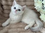 Frosty - British Shorthair Kitten For Sale - 