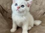 Crystal - British Shorthair Kitten For Sale - 