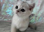 Whisper - British Shorthair Kitten For Sale - 