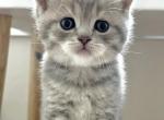 Waldo - British Shorthair Kitten For Sale - 