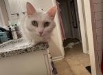 Lily - Turkish Angora Cat For Adoption - 