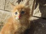 Jesse - Maine Coon Kitten For Sale - 