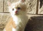 Mason - Maine Coon Kitten For Sale - Shippensburg, PA, US