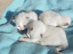 Ragdoll Kittens - Ragdoll Kitten For Sale - Shippensburg, PA, US