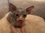 Sphinx kittens - Sphynx Kitten For Sale - Hialeah, FL, US