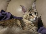 BabyFace - Maine Coon Kitten For Sale - Bryn Athyn, PA, US