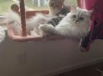 Mabel - Persian Cat For Adoption - St. Augustine, FL, US