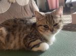 Savannah - Persian Kitten For Sale - St. Augustine, FL, US