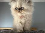 Blue cream torti point Himalayan Persian girl - Himalayan Kitten For Sale - 