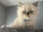 Blue point Himalayan persian boy - Himalayan Kitten For Sale - Little Egg Harbor Township, NJ, US