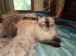 Sandy - Himalayan Cat For Sale - 