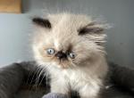 Seal torti point Himalayan persian girl org ribbon - Himalayan Kitten For Sale - Little Egg Harbor Township, NJ, US