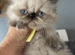 Seal torti point Himalayan Persian girl yellow rib - Himalayan Kitten For Sale - 