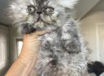 Black smoke exotic longhair Persian boy - Persian Kitten For Sale - 