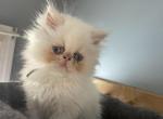 Flame point Himalayan persian boy blue ribbon - Himalayan Kitten For Sale - Little Egg Harbor Township, NJ, US