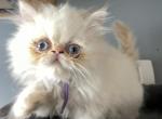 Flame point Himalayan persian boy purple ribbon - Himalayan Kitten For Sale - Little Egg Harbor Township, NJ, US