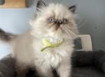 Seal torti point Himalayan persian girl line ribbo - Himalayan Kitten For Sale - Little Egg Harbor Township, NJ, US