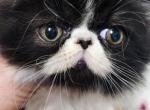 Romeo - Persian Kitten For Sale - Downingtown, PA, US